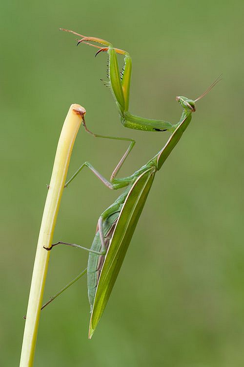 A macrophotography of mantis posed on the grass stalk.