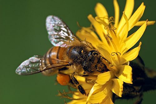 A macrophotography of a bee posed on the yellow flower.