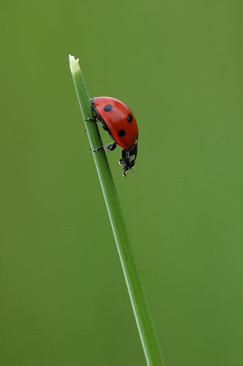 A macrophotography of a ladibug posed on the grass.