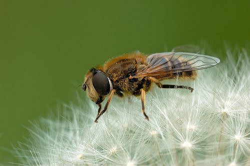 A macrohpotography of fly posed on dandelion.