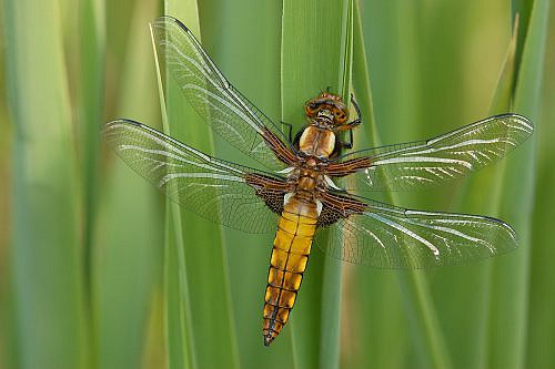 A Macrophotography of dragonfly posed on the leaf.