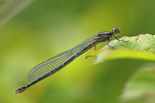 A Macrophotography of dragonfly posed on the leaf.