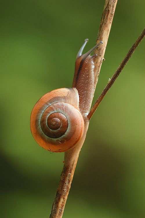 A macrophotography of the snail.