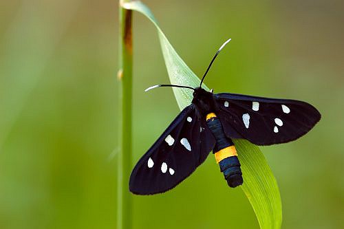 A macrophotography of black butterfly posed on the leaf.