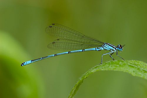 A macrophotography of blue dragonfly posed on hte leaf
