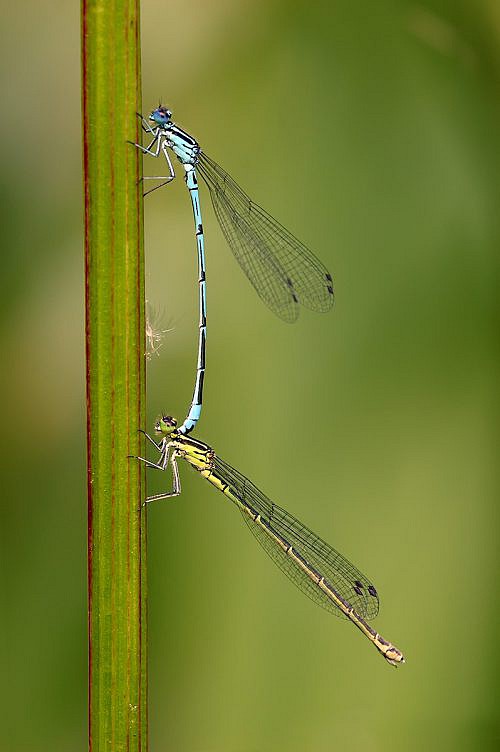 A macrophotography of a couple of dragonfly posed on hte grass.