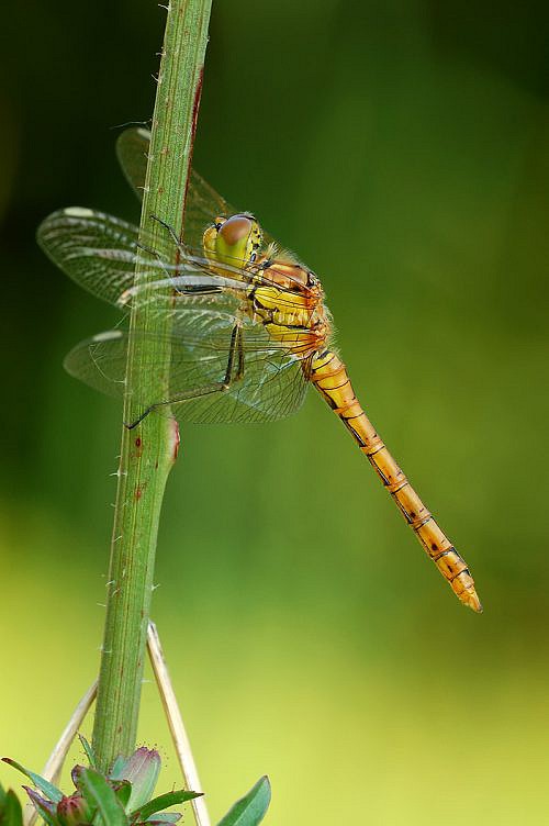 A macrophotography of a dragonfly posed on the grass.
