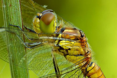 A macrophotography of a dragonfly posed on the grass.