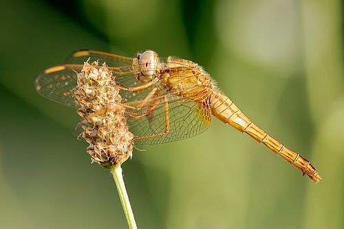 A macrophotography of  dragonfly posed on the flower.