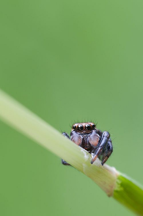 A macrophotography of spider posed on the stalk grass.