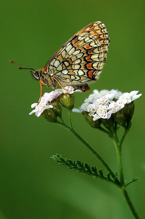 A macrophotography of butterfly Melitaea Didyma posed on the flower.