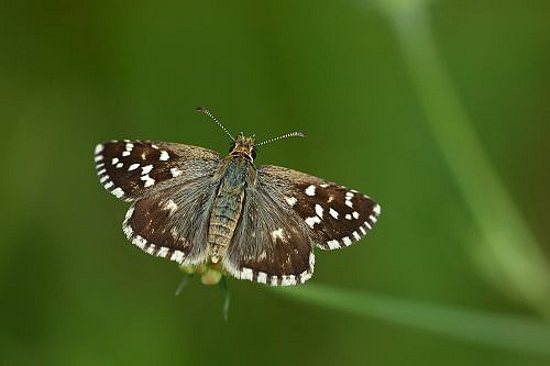 A macrophotography of butterfly posed on the grass.