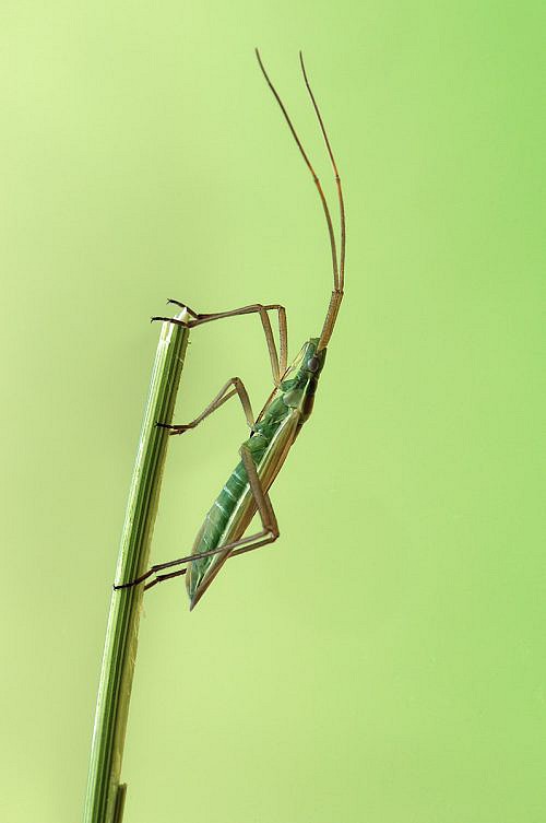 A macrophotography of insect posed on the grass stalk.