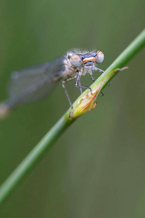 A macrophotography of dragonfly posed o the grass stalk.