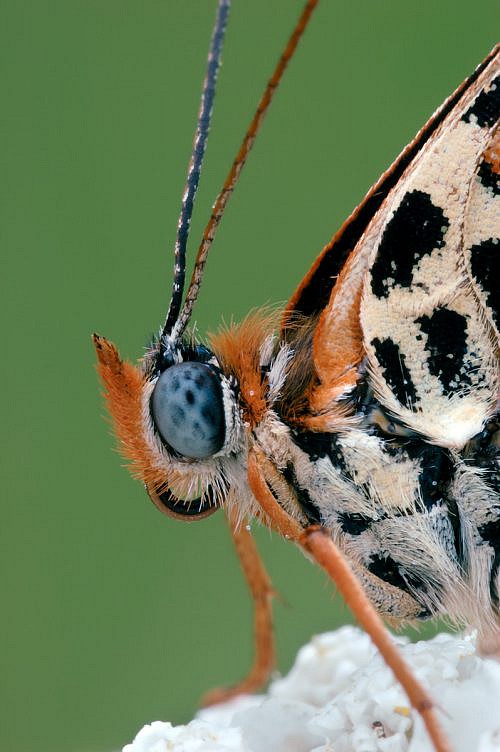 A macrophotography of butterfly Melitaea Didyma posed on the flower.
