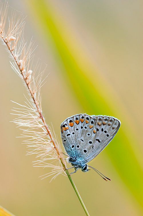 A macrophotography of butterfly posed on the grass.