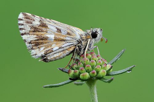 A macrophotography of butterfly posed on the flower.