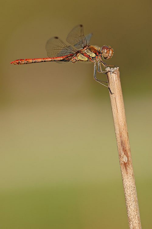 A macrophotography of red dragonfly posed on the stalk.