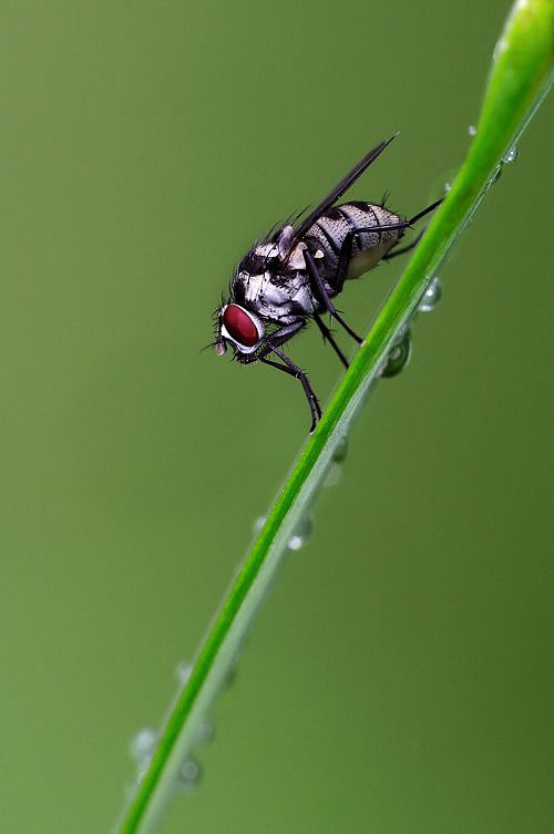 A macrophotography of fly posed on the grass.