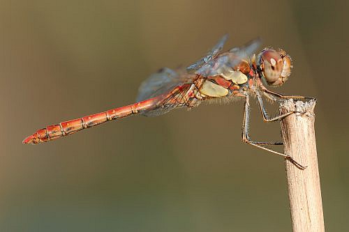 A macrophotography of red dragonfly posed on the stalk.