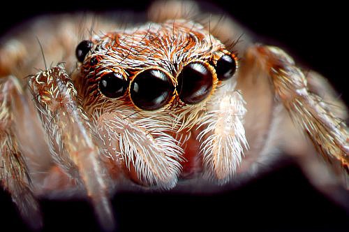 A macrophotography of the  jump spider eyes