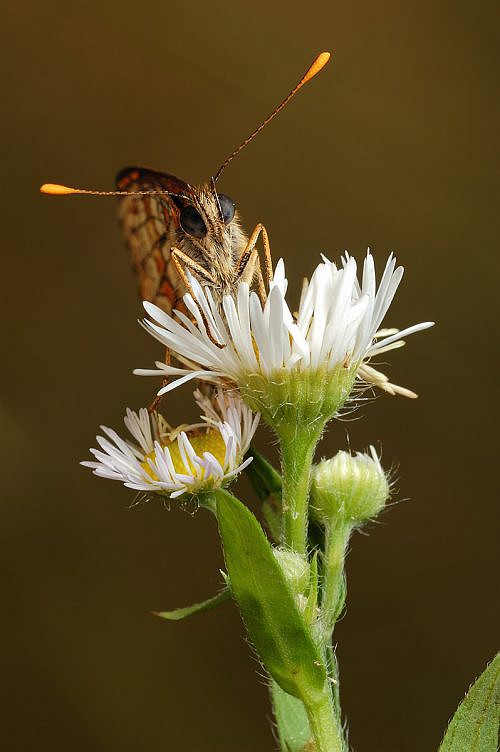 A macrophotography of butterfly Melitaea Didyma posed on the daisy.