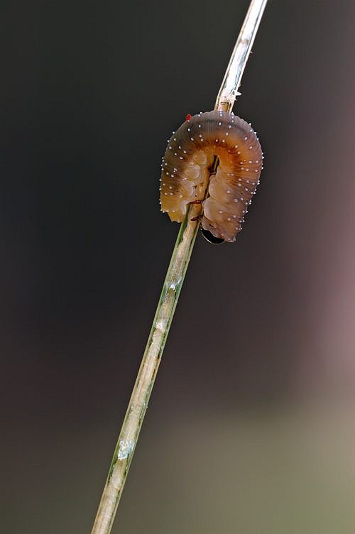 A macrophotography of caterpillar posed o the stalk.