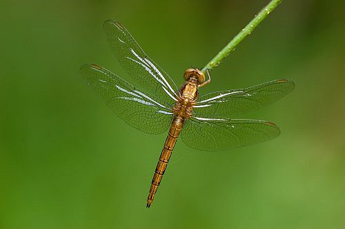 A macrophotography of dragonfly posed o the stalk.