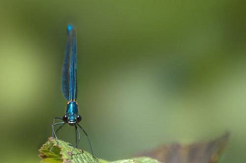 A blue dragonfly posed on the leaf. Macrophotography.