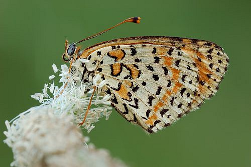 A macrophotography of butterfly Melitaea dDidyma posed on the flower.