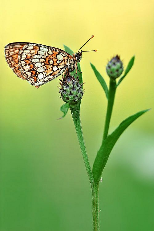 a macrophotography of a butterfly Melitaea Didyma posed on the flower.