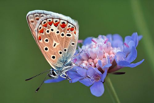 A macrophotography of butterfly posed on the flower.